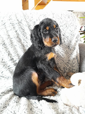 CHIOT 10