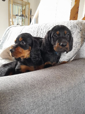 CHIOT 5