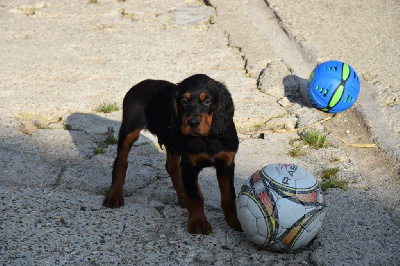 CHIOT 2